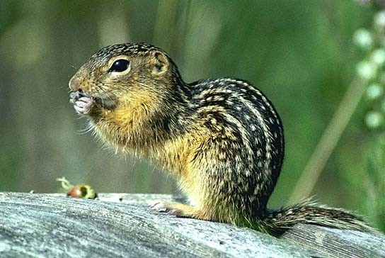 Sóc đất (Ground Squirrels) sở hữu hệ miễn dịch kháng độc lợi hại. Khi bị những loài rắn có nọc độc đáng sợ như của rắn chuông tấn công, loài này sẽ phản kháng lại mà không hề sợ hãi.